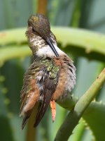 Hummer48.jpg