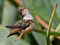 Hummer54.jpg