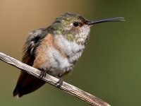 Hummer62.jpg