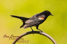 BIRD FIEDER-2020.jpg