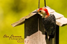 BIRD FIEDER-2026.jpg