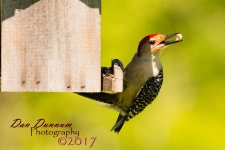 BIRD FIEDER-2054.jpg