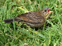 Blackbird5.jpg
