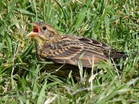 Blackbird14.jpg