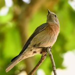 Bluebird2.jpg