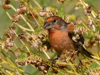 Finch2.jpg