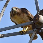 Hawk.jpg