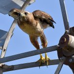 Hawk2.jpg