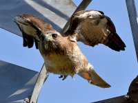 Hawk3.jpg