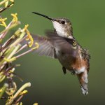 Hummer.jpg
