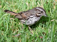 Sparrow6.jpg