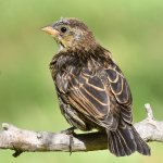 Blackbird7.jpg