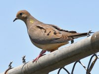 Dove.jpg
