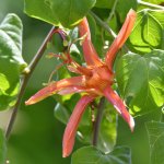 Passiflora.jpg