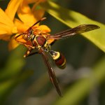 Wasp2.jpg
