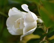 ROY_3452.JPG