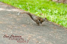 Fuzzy tailed rat-5087.jpg