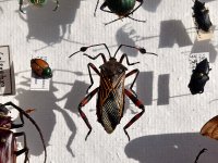 BugBox.jpg