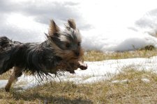 DSC_6089+Running Dogs -0003.jpg