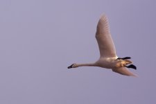 DSC_6315+swans BIF-0002.jpg DSC_6315+swans BIF-0002.jpg