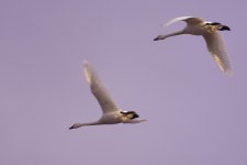 DSC_6316+swans BIF 2-0001.jpg