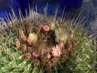 Cactus2.jpg
