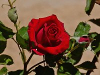 Rose.jpg