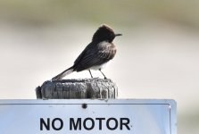 ROY_3701.JPG
