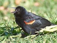 Blackbird3.jpg