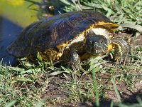 Turtle4.jpg