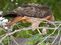 Hawk3.jpg