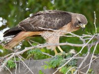 Hawk4.jpg