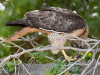 Hawk9.jpg