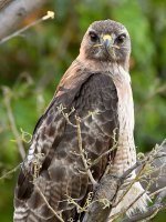Hawk29.jpg