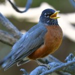 Robin6.jpg