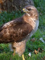 Hawk24.jpg