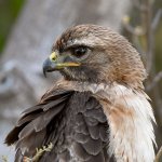 Hawk40.jpg