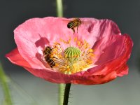 Bees.jpg