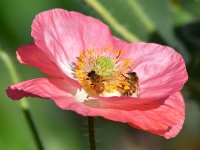 Bees2.jpg
