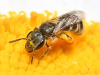 Bees6.jpg