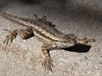 Lizard.jpg