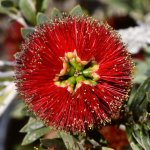 Bottlebrush.jpg