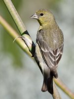 GoldFinch2.jpg