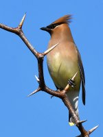 Waxwing.jpg