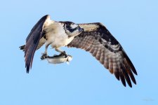 Osprey-230.jpg