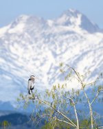 BlueHeron-210.jpg