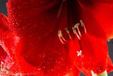 Red Amarillis 4-27-2017.jpg