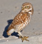 ROY_3748.JPG