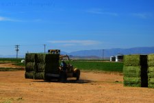5-2-17-cr_DSC_5439.jpg