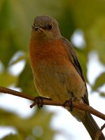 Bluebird.jpg